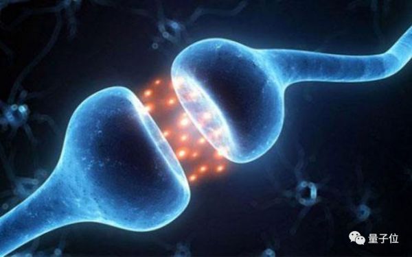 七年终登Science封面：最强大脑皮层神经网络重建，揭示迄今哺乳动物最大神经线路图