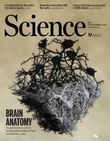 七年终登Science封面：最强大脑皮层神经网络重建，揭示迄今哺乳动物最大神经线路图