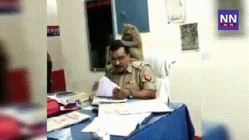 杀人猴肆虐引起民愤,印度求助“猴脸识别”“大数据绝育”技术