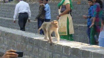 杀人猴肆虐引起民愤,印度求助“猴脸识别”“大数据绝育”技术