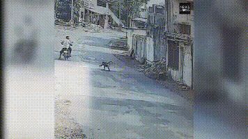 杀人猴肆虐引起民愤,印度求助“猴脸识别”“大数据绝育”技术