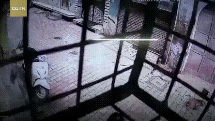 杀人猴肆虐引起民愤,印度求助“猴脸识别”“大数据绝育”技术