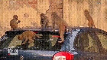 杀人猴肆虐引起民愤,印度求助“猴脸识别”“大数据绝育”技术