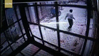 杀人猴肆虐引起民愤,印度求助“猴脸识别”“大数据绝育”技术