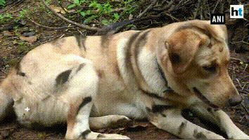 杀人猴肆虐引起民愤,印度求助“猴脸识别”“大数据绝育”技术