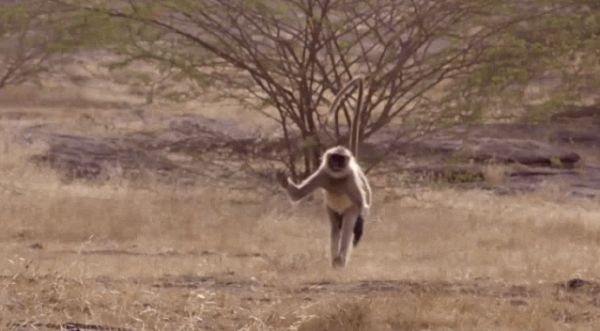 杀人猴肆虐引起民愤,印度求助“猴脸识别”“大数据绝育”技术