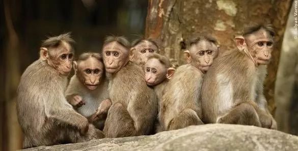 杀人猴肆虐引起民愤,印度求助“猴脸识别”“大数据绝育”技术