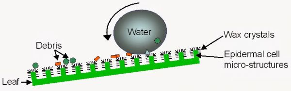 “猫是液体吗?”科学家们认真研究了这个问题