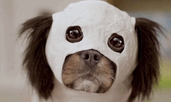 CES又出沙雕产品:AI找蚊子,只管找不管拍,售价高达1200,官网:可以让狗子帮你拍