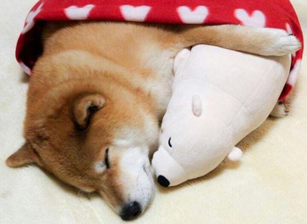 大师也作弊，昔日Kaggle Grandmaster面临终身禁赛，雇主：此人今后与我司无关