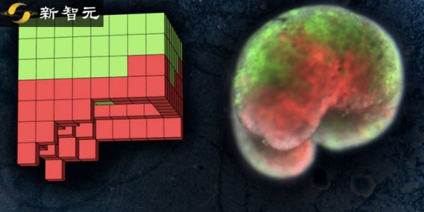 100%青蛙基因，全球首个可编程“活体机器人”诞生：被切成两半也能自己缝上