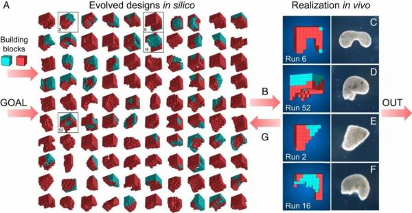 100%青蛙基因,全球首个可编程“活体机器人”诞生:被切成两半也能自己缝上