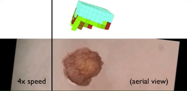 100%青蛙基因,全球首个可编程“活体机器人”诞生:被切成两半也能自己缝上