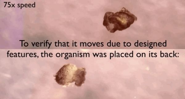 100%青蛙基因,全球首个可编程“活体机器人”诞生:被切成两半也能自己缝上