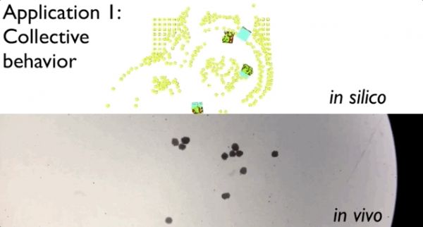 100%青蛙基因,全球首个可编程“活体机器人”诞生:被切成两半也能自己缝上