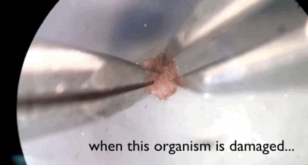 100%青蛙基因,全球首个可编程“活体机器人”诞生:被切成两半也能自己缝上