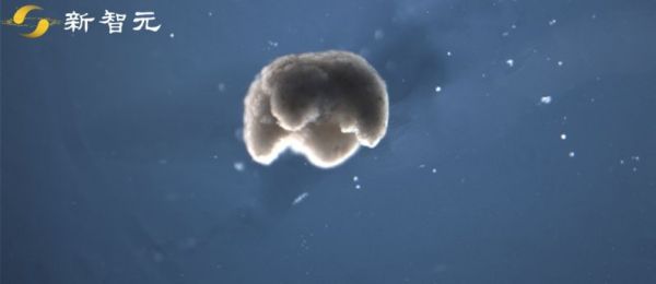 全球首个“活体机器人”研究团队在线答疑，无须恐慌