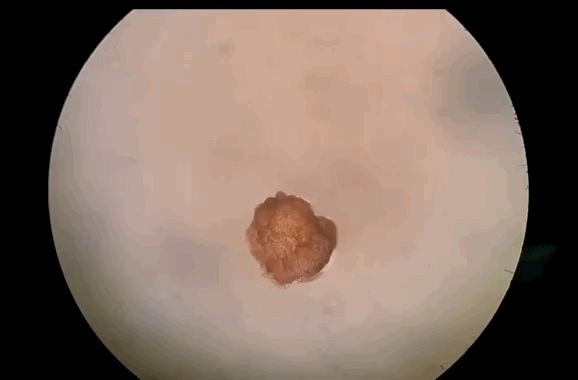 全球首个“活体机器人”研究团队在线答疑，无须恐慌