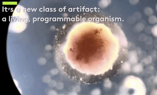 全球首个“活体机器人”研究团队在线答疑，无须恐慌