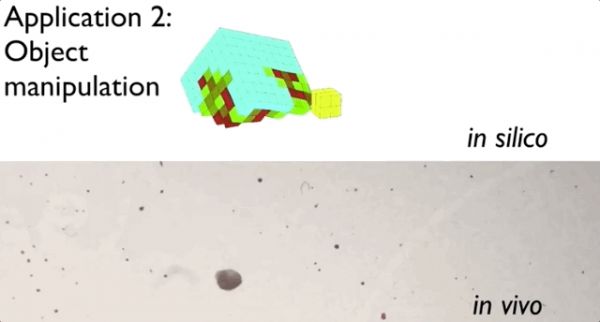 全球首个“活体机器人”研究团队在线答疑，无须恐慌