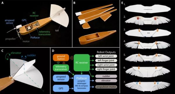 真·鲁班:斯坦福学者造出带羽毛翅膀的「机器鸽」,登上Science及其子刊