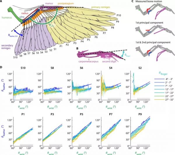 真·鲁班:斯坦福学者造出带羽毛翅膀的「机器鸽」,登上Science及其子刊
