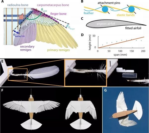 真·鲁班:斯坦福学者造出带羽毛翅膀的「机器鸽」,登上Science及其子刊