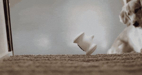 AI解救铲屎官,喵脸识别、狗粮定制,宠物智能生活精彩远超想象