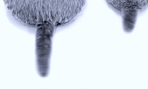 AI解救铲屎官,喵脸识别、狗粮定制,宠物智能生活精彩远超想象