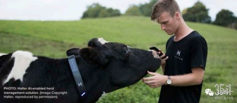 新西兰农业AI发展盘点，从产量优化到供应链管理