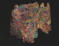 谷歌等机构耗时十年重建突触级果蝇半脑