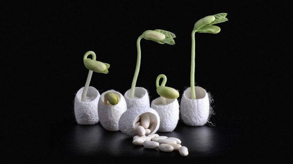 生物技术和生物经济:大放光彩的十年即将到来