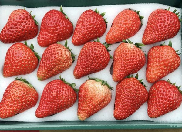 疫情中的电商助农:平台向下,农产品向上