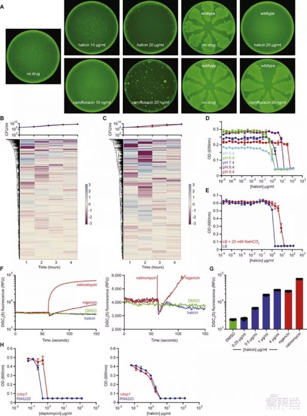 AI发现超级抗生素，能干掉多种致病细菌，从1.07亿分子筛出
