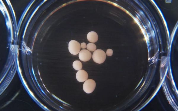 “人造大脑”道德吗?