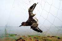 揭秘野生动物非法贸易路线图：网络非法交易逐增