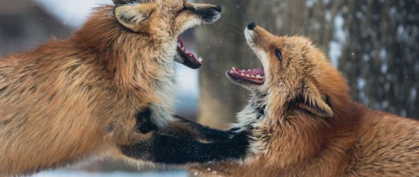 合伙创业如婚姻,爱恨关系如何维系