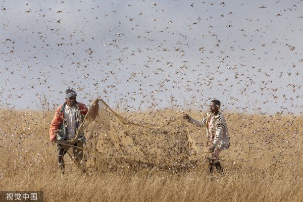 知料 | 浙江10万“鸭子军队”出征，30 年治蝗往事重现