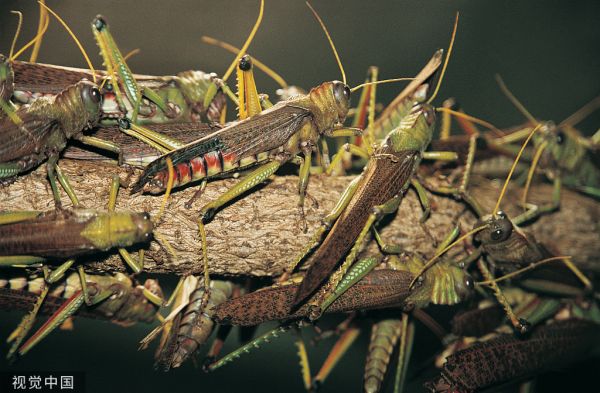 知料 | 浙江10万“鸭子军队”出征，30 年治蝗往事重现