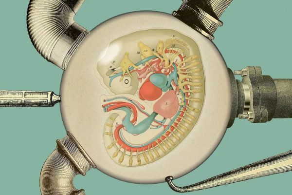 女性解放要靠人造子宫吗？