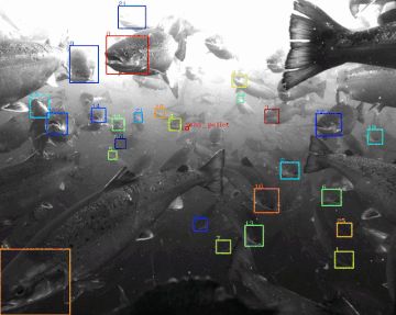 微软听声、Google 养鱼，科技巨头都在海洋中折腾什么?