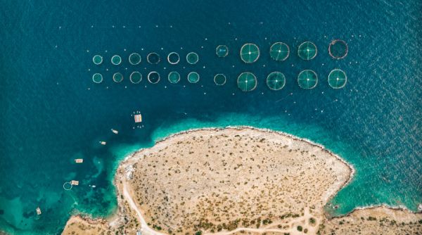 微软听声、Google 养鱼，科技巨头都在海洋中折腾什么?