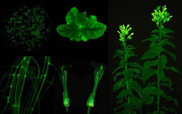 Amazing!《阿凡达》神树成真,科学家创造出可终生发光的植物!