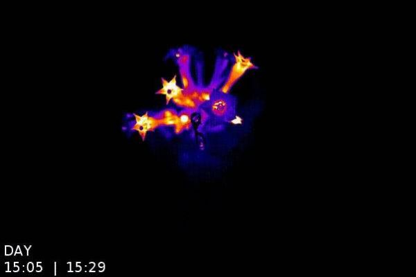 Amazing!《阿凡达》神树成真,科学家创造出可终生发光的植物!