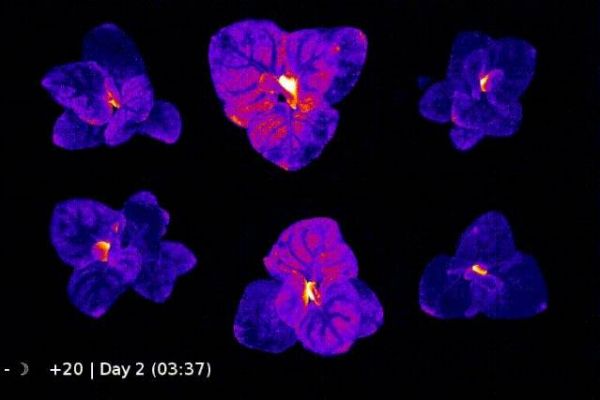 Amazing!《阿凡达》神树成真,科学家创造出可终生发光的植物!