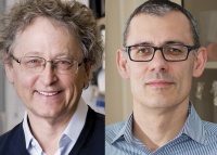 顶尖艾滋团队新冠研究：某稀有抗体反复出现提示疫苗线索