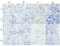 辞去医药研发总监后，她成为了一名全职学术警察