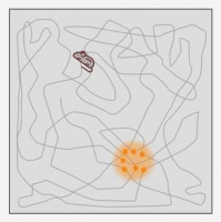 人类大脑里的“GPS”，是怎么定位的？