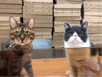 增速超1000%，宠物智能要起飞还是伪需求