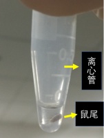 如何做一杯“耗子尾汁”？这个东西不要忘了加